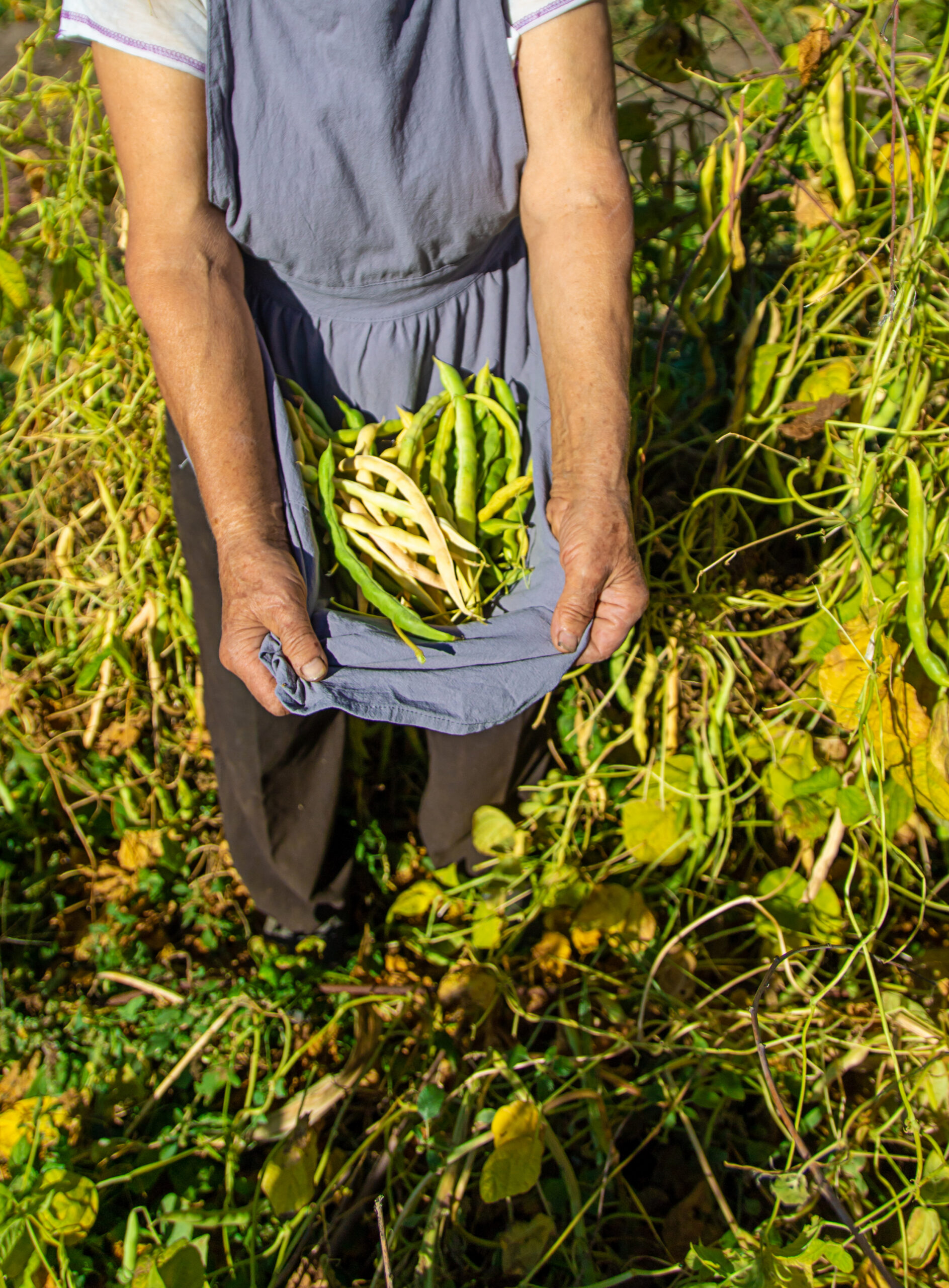 grandmother with a harvest of beans in the garden. selective focus.