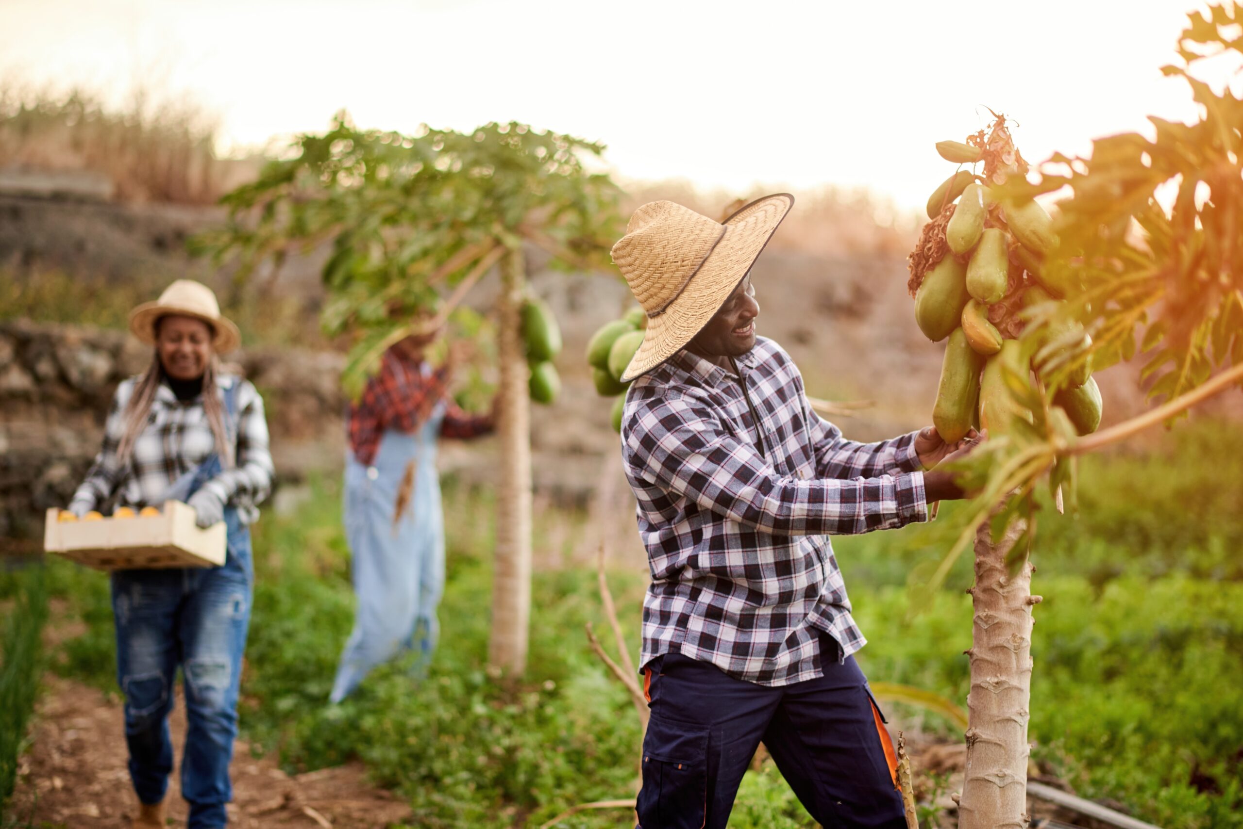 multiracial harvesters on plantation with papaya plants